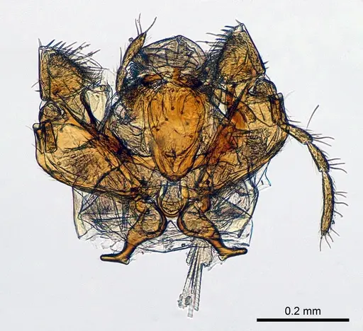 Meranoplus radamae specimen CASENT0317561 image casent0317561_1