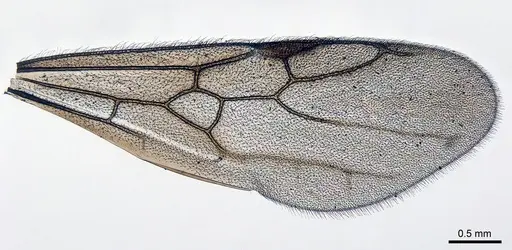 Meranoplus radamae specimen CASENT0317562 image casent0317562_1