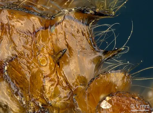 Meranoplus radamae specimen CASENT0486683 image casent0486683_1
