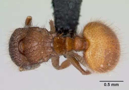 Meranoplus radamae specimen CASENT0486686 image casent0486686_1