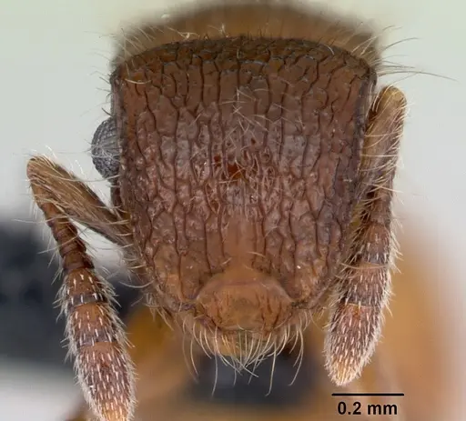 Meranoplus radamae specimen CASENT0486686 image casent0486686_2