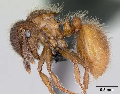 Meranoplus radamae specimen CASENT0486686 image casent0486686_3