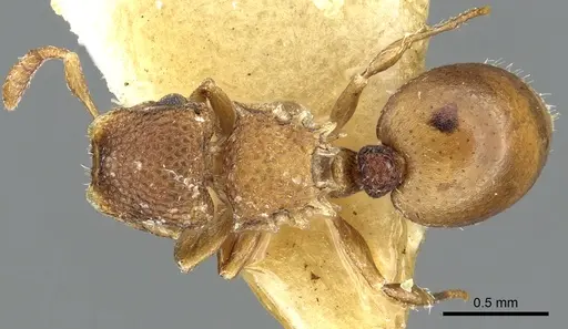 Meranoplus raripilis specimen CASENT0902038 image casent0902038_1
