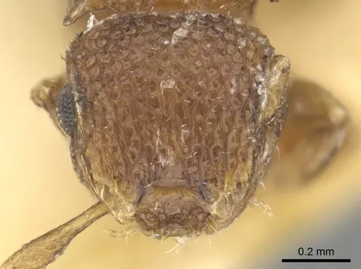 Meranoplus raripilis specimen CASENT0902038 image casent0902038_2
