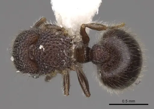 Meranoplus raripilis specimen CASENT0922934 image casent0922934_1