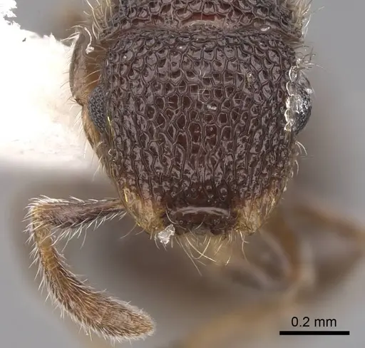 Meranoplus raripilis specimen CASENT0922934 image casent0922934_2