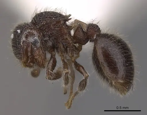 Meranoplus raripilis specimen CASENT0922934 image casent0922934_3