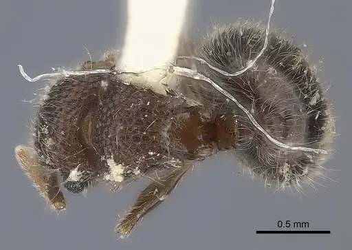 Meranoplus rothneyi specimen CASENT0217859 image casent0217859_1