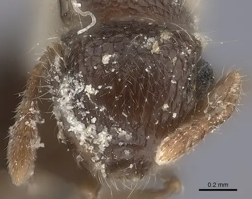 Meranoplus rothneyi specimen CASENT0217859 image casent0217859_2