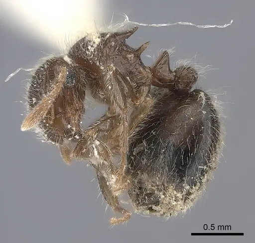 Meranoplus rothneyi specimen CASENT0217859 image casent0217859_3