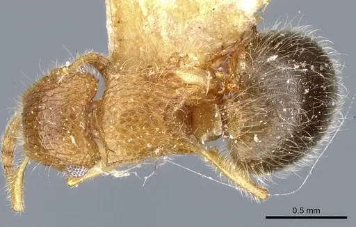 Meranoplus rothneyi specimen CASENT0904683 image casent0904683_1