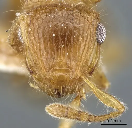 Meranoplus rothneyi specimen CASENT0904683 image casent0904683_2
