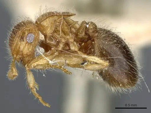 Meranoplus rothneyi specimen CASENT0904683 image casent0904683_3
