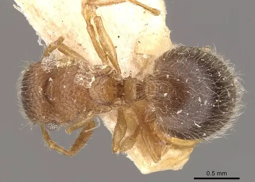 Meranoplus rothneyi specimen CASENT0908936 image casent0908936_1