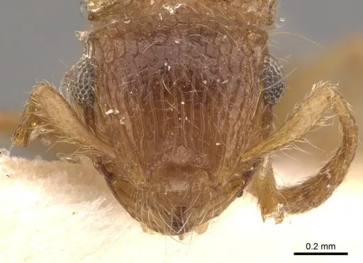 Meranoplus rothneyi specimen CASENT0908936 image casent0908936_2