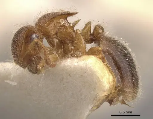 Meranoplus rothneyi specimen CASENT0908936 image casent0908936_3