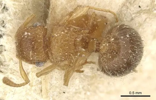 Meranoplus rothneyi specimen CASENT0915542 image casent0915542_1