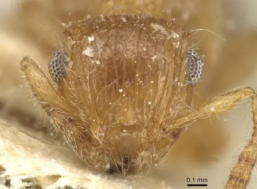 Meranoplus rothneyi specimen CASENT0915542 image casent0915542_2