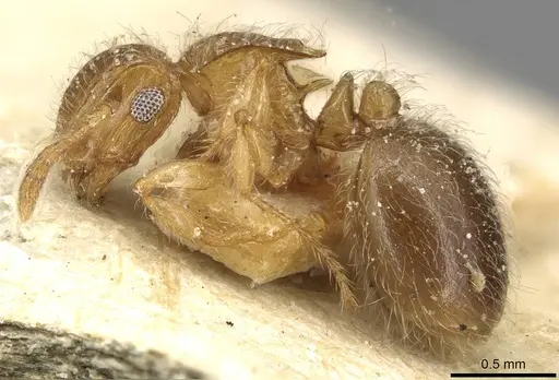 Meranoplus rothneyi specimen CASENT0915542 image casent0915542_3