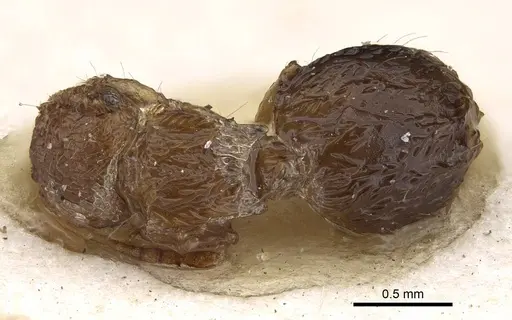 Meranoplus rothneyi specimen CASENT0922232 image casent0922232_1