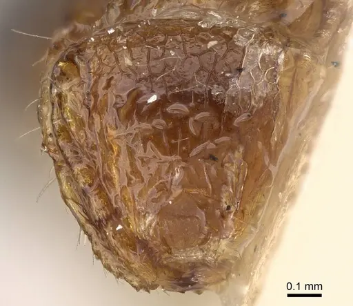 Meranoplus rothneyi specimen CASENT0922232 image casent0922232_2