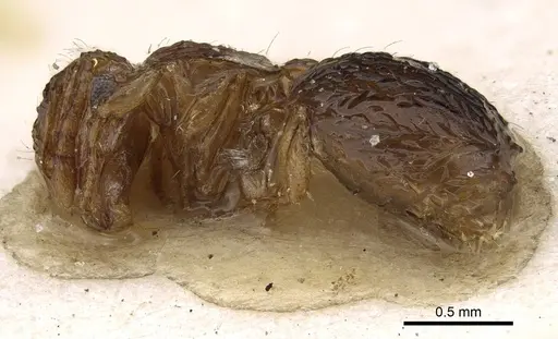 Meranoplus rothneyi specimen CASENT0922232 image casent0922232_3