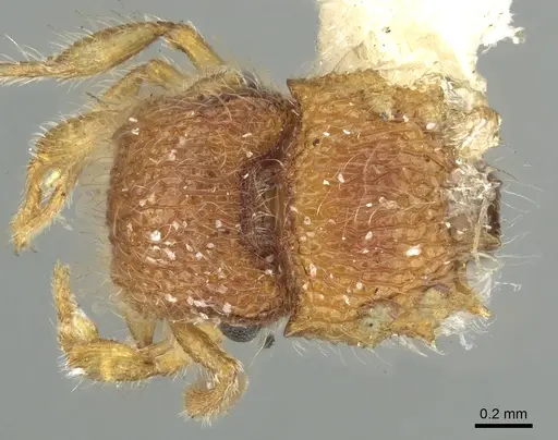 Meranoplus rugosus specimen CASENT0902052 image casent0902052_1