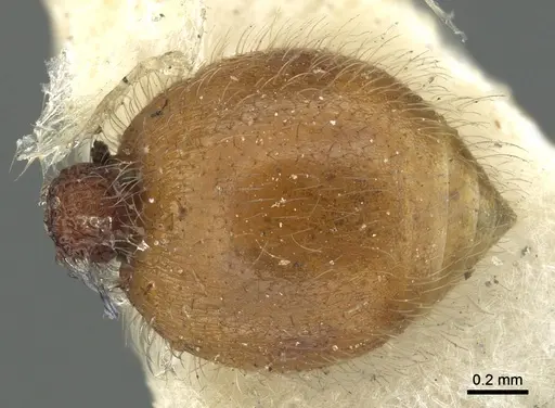 Meranoplus rugosus specimen CASENT0902052 image casent0902052_2
