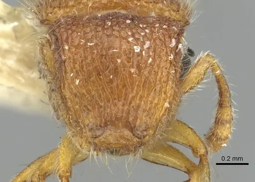 Meranoplus rugosus specimen CASENT0902052 image casent0902052_3