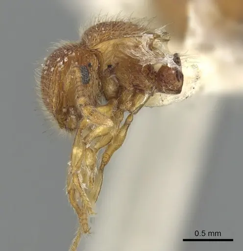 Meranoplus rugosus specimen CASENT0902052 image casent0902052_5