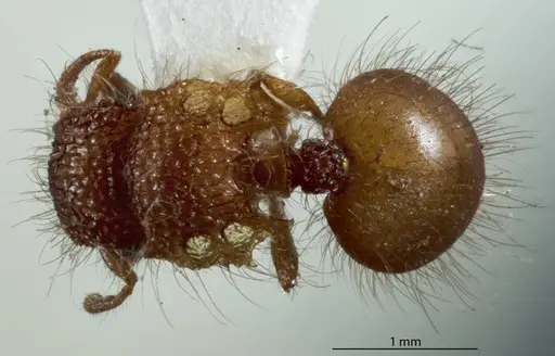 Meranoplus rugosus specimen JDM32-003382 image jdm32-003382_1