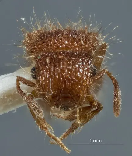 Meranoplus rugosus specimen JDM32-003382 image jdm32-003382_2