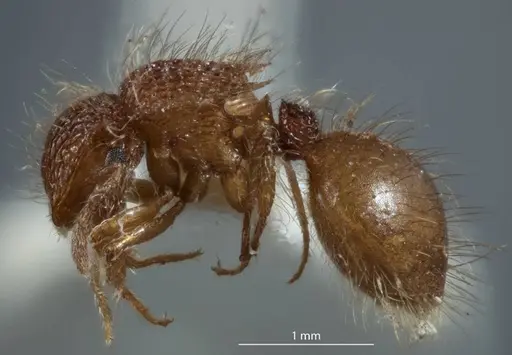Meranoplus rugosus specimen JDM32-003382 image jdm32-003382_3