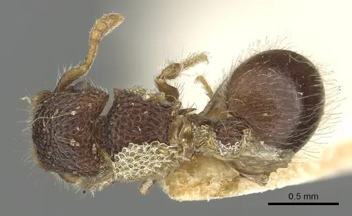 Meranoplus sabronensis specimen CASENT0902039 image casent0902039_1