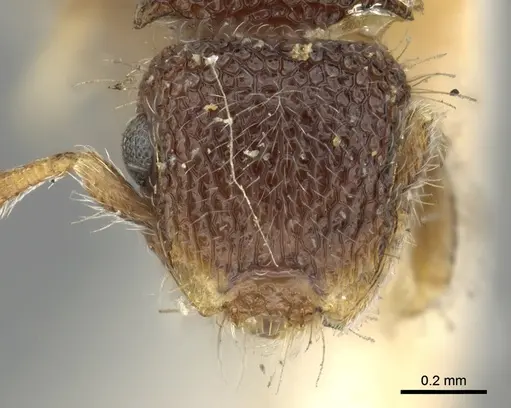 Meranoplus sabronensis specimen CASENT0902039 image casent0902039_2