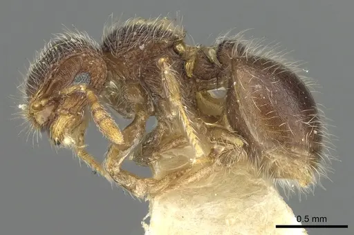 Meranoplus sabronensis specimen CASENT0902039 image casent0902039_3