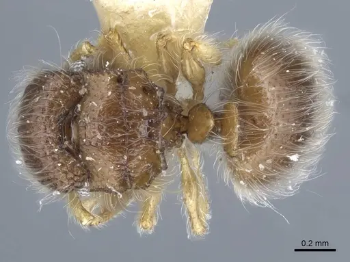 Meranoplus similis specimen CASENT0917027 image casent0917027_1