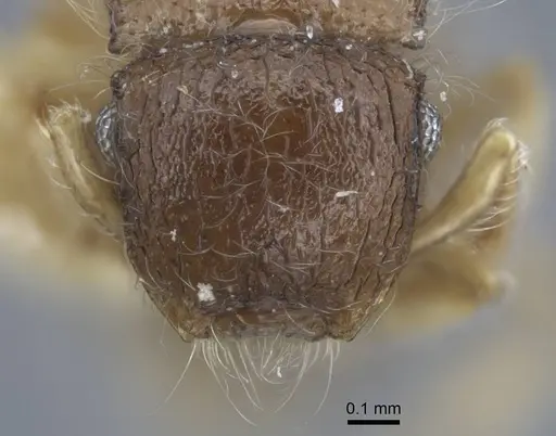 Meranoplus similis specimen CASENT0917027 image casent0917027_2