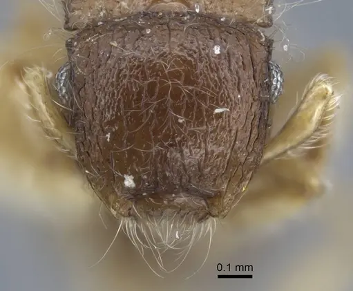 Meranoplus similis specimen CASENT0917027 image casent0917027_3