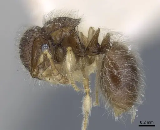 Meranoplus similis specimen CASENT0917027 image casent0917027_4