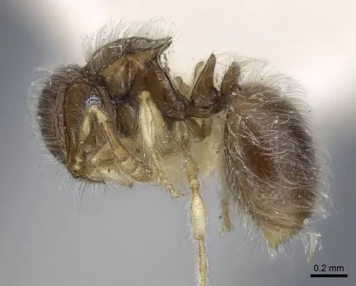 Meranoplus similis specimen CASENT0917027 image casent0917027_5