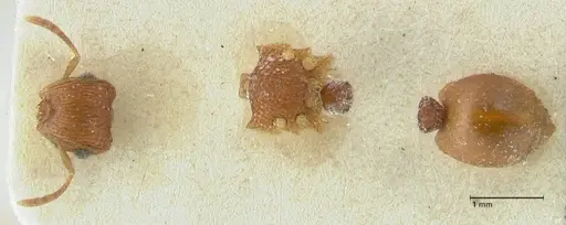 Meranoplus similis specimen FOCOL1935 image focol1935_1