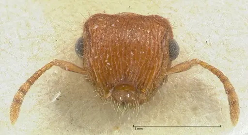 Meranoplus similis specimen FOCOL1935 image focol1935_2