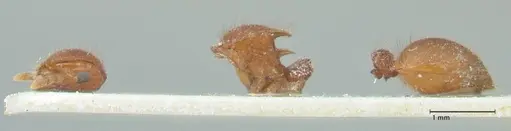 Meranoplus similis specimen FOCOL1935 image focol1935_3