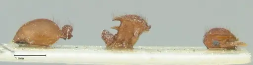 Meranoplus similis specimen FOCOL1935 image focol1935_4