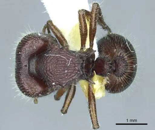 Meranoplus snellingi specimen CASENT0919723 image casent0919723_1