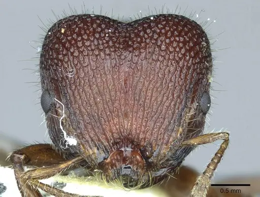 Meranoplus snellingi specimen CASENT0919723 image casent0919723_2