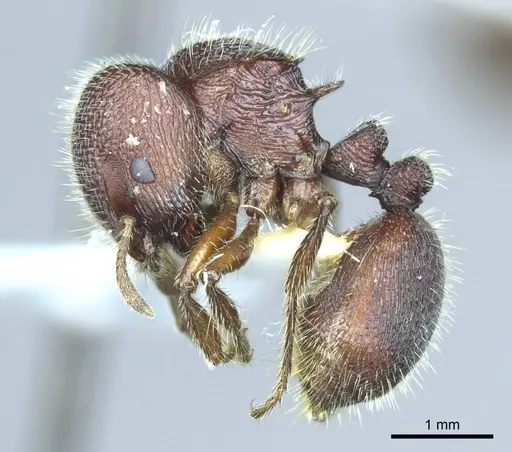 Meranoplus snellingi specimen CASENT0919723 image casent0919723_3