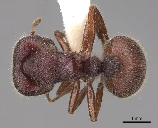Meranoplus snellingi specimen CASENT0922906 image casent0922906_1