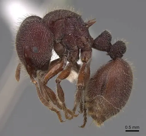 Meranoplus snellingi specimen CASENT0922906 image casent0922906_3